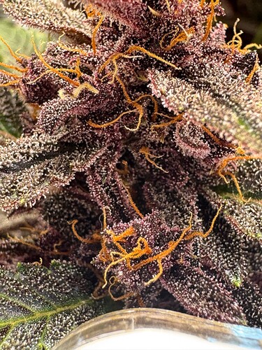 Week 12 Maturing