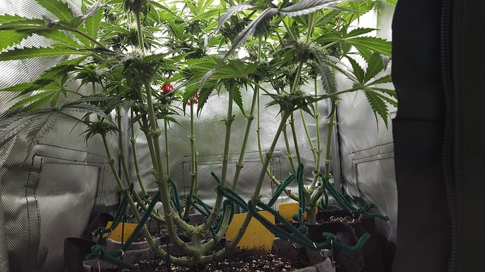 Growreport Bild 6