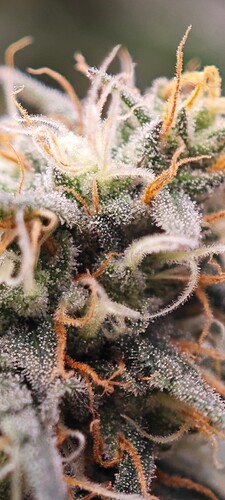 Screenshot_2024-08-03-13-51-44-501_com.miui.gallery