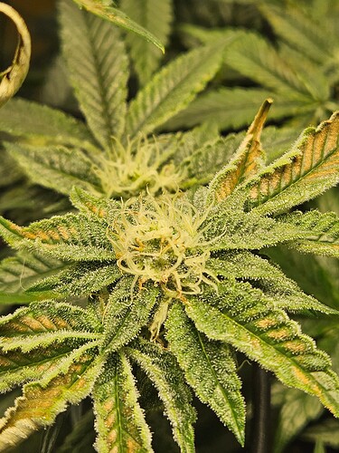 Growreport Bild 2