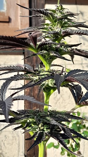 Growreport Bild 7
