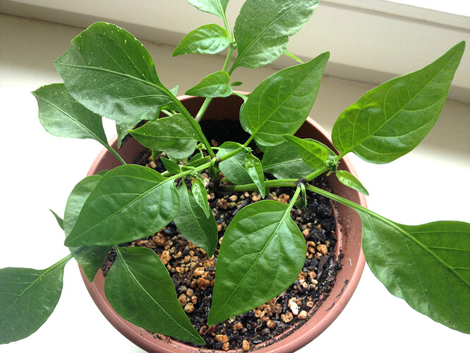 chili_240603_2