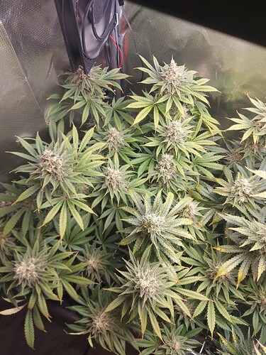 Growreport Bild 5