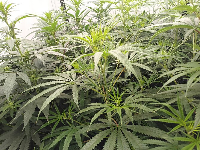 Growreport Bild 9