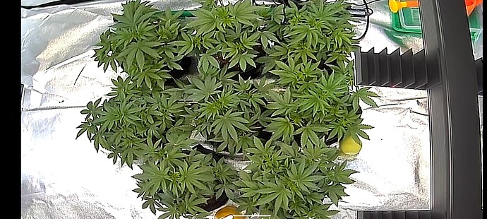 Growreport Bild 1