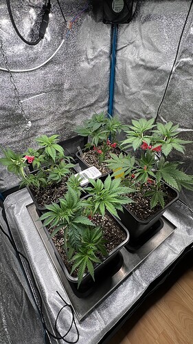 Growreport Bild 3