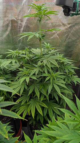 Growreport Bild 7