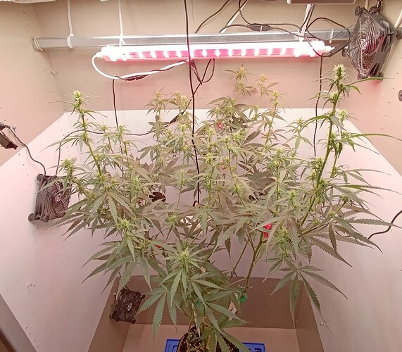 Growreport Bild 14
