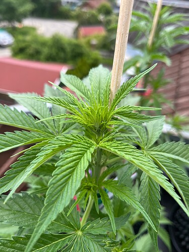 Growreport Bild 4