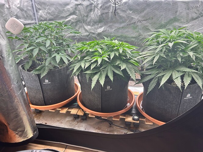 Growreport Bild 26