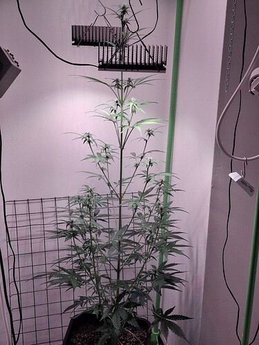 Growreport Bild 171