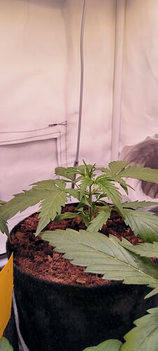Growreport Bild 6