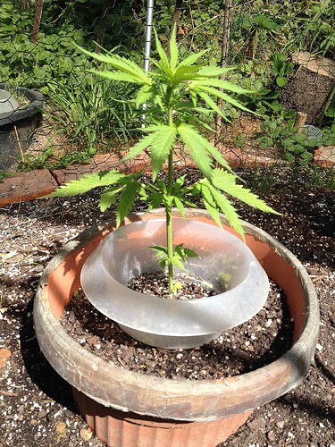 Growreport Bild 1