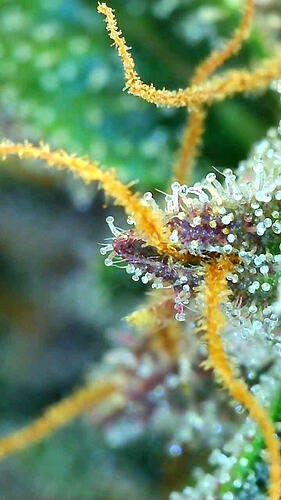 Growreport Bild 7