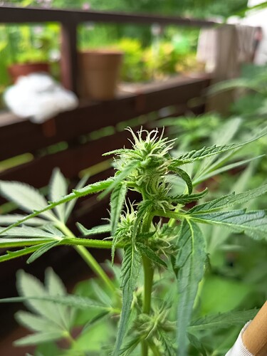 Growreport Bild 2
