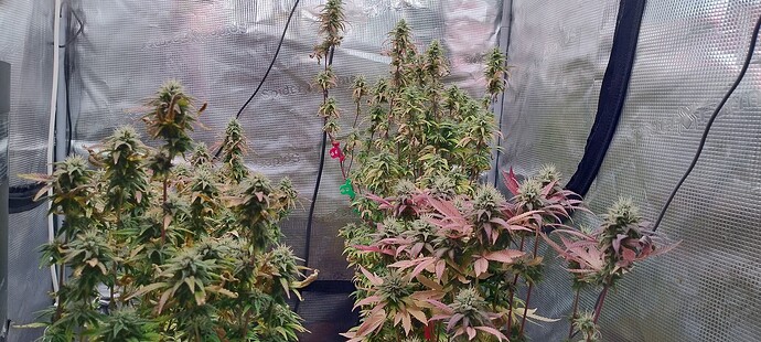 IMG_20251219_210746147_HDR