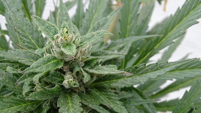 Growreport Bild 9