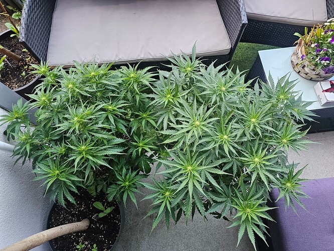 Growreport Bild 16