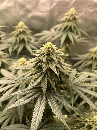 Triple G 20624 Bud 1