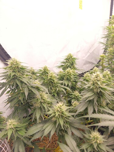 Growreport Bild 5