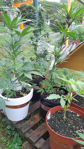 Growreport Bild 3