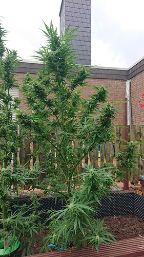 Growreport Bild 27