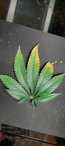 Growreport Bild 1