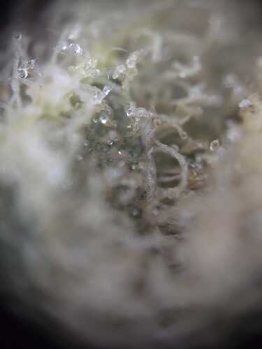 Growreport Bild 9