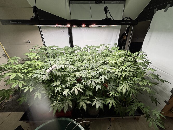 Growreport Bild 39