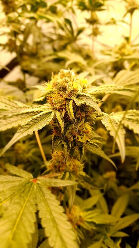 Growreport Bild 5
