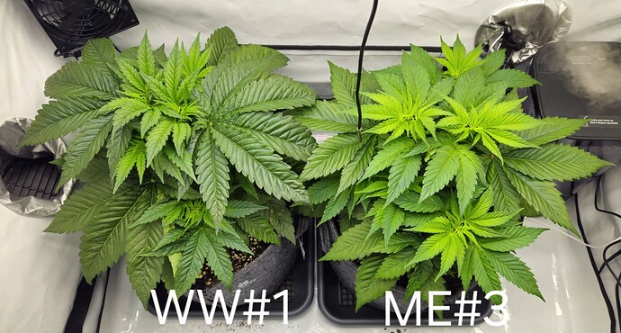 Growreport Bild 13