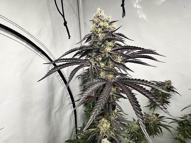 Growreport Bild 16