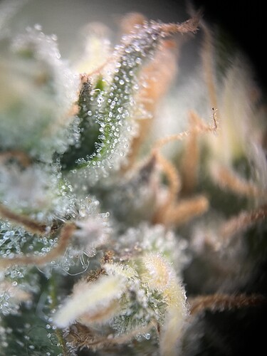 Growreport Bild 30