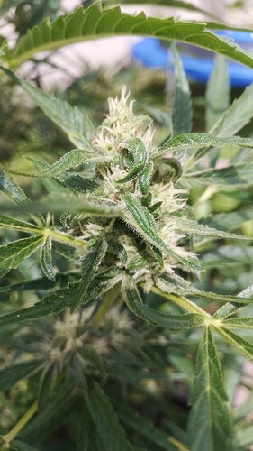 Growreport Bild 2