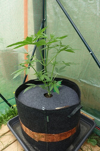 Growreport Bild 2