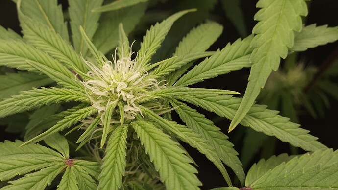 Growreport Bild 48