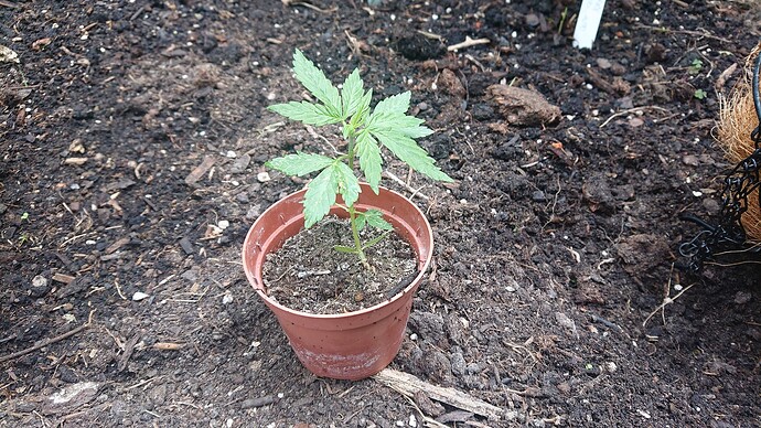 Growreport Bild 38