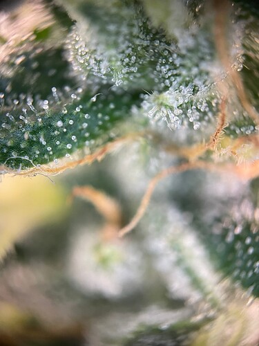 Growreport Bild 55