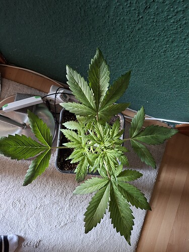Growreport Bild 16