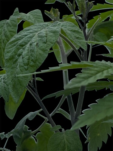 Growreport Bild 8