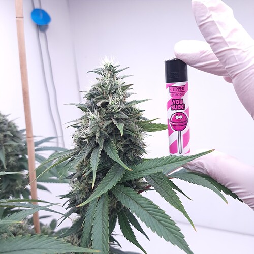 Growreport Bild 11