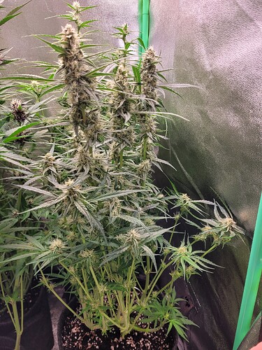 Growreport Bild 8