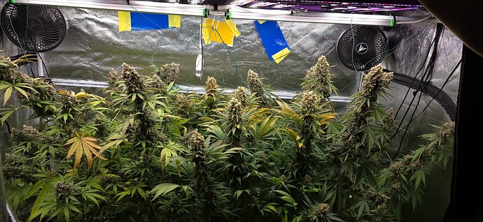 Growreport Bild 71