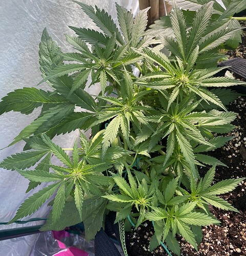 Growreport Bild 7