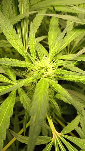 Growreport Bild 6