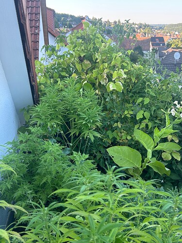 Growreport Bild 107