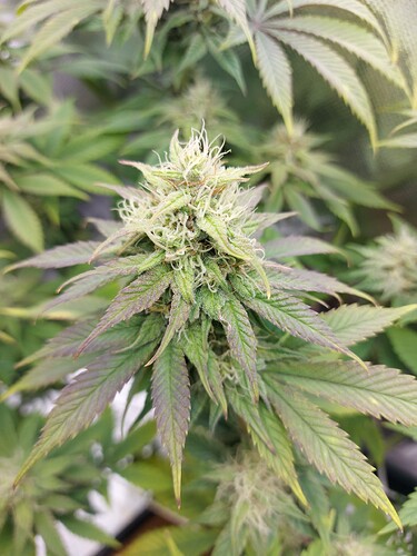 Growreport Bild 2