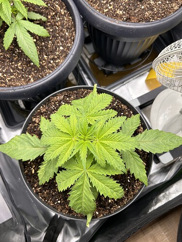 Growreport Bild 30