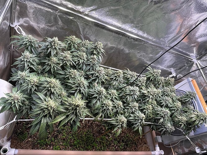 Growreport Bild 5