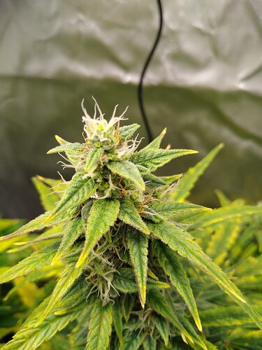 IMG_20240530_111309094